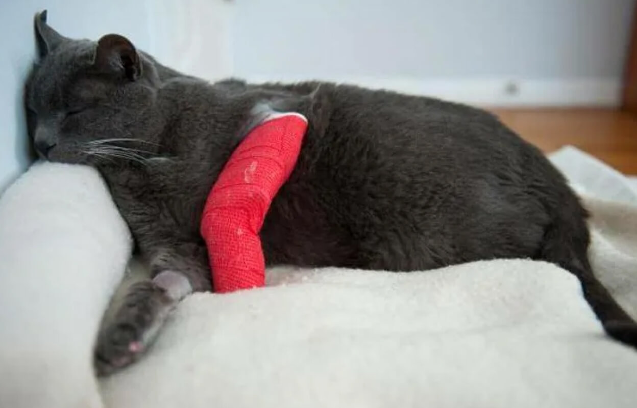 кошка дома, лежит спокойно, небольшая ватка приклеена на лапу